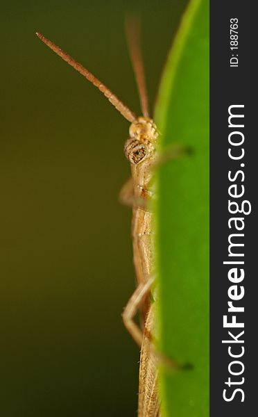 Brown grasshopper peeking out from behind leaf. Brown grasshopper peeking out from behind leaf