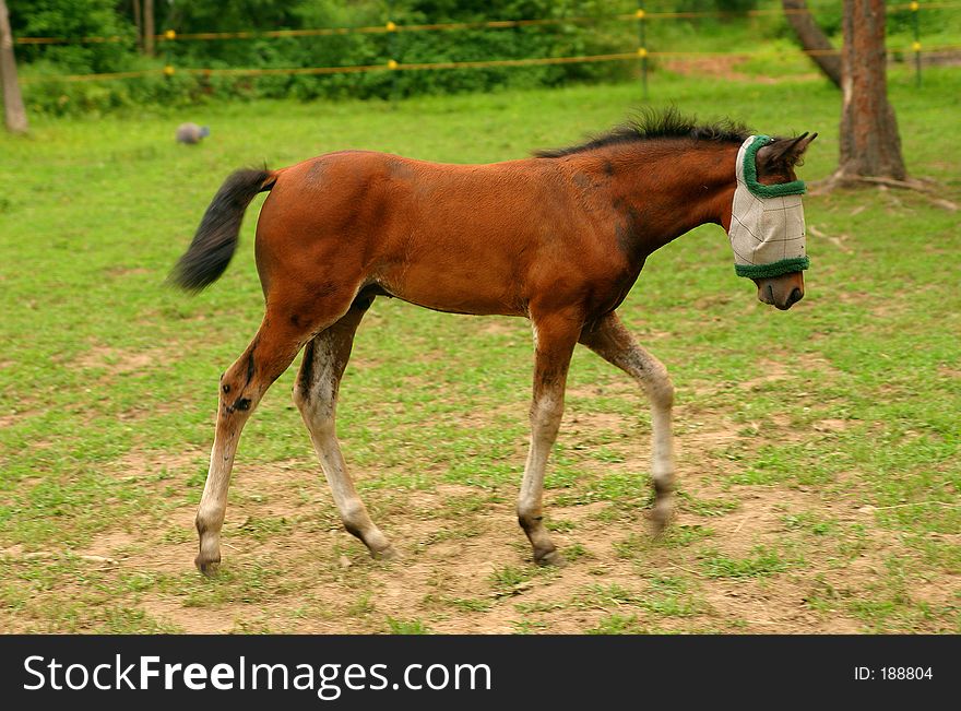 Colt walking in a pasture