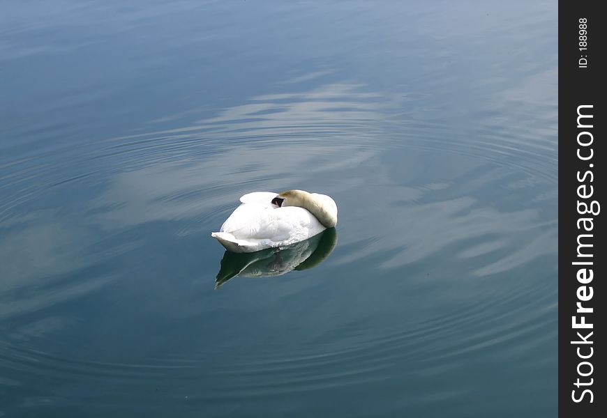 Sleeping beautiful swan. Sleeping beautiful swan