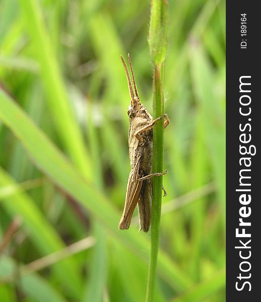 Grasshopper on a grass