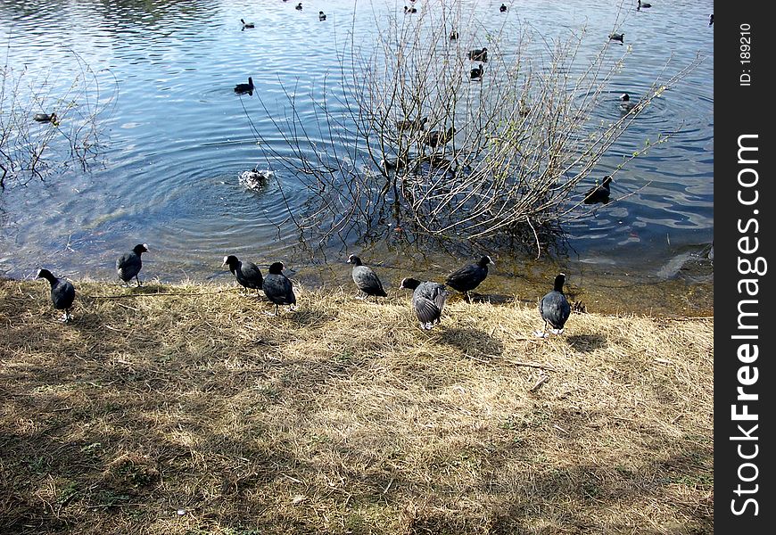 This is some Moorhens in Wanstead Park. This is some Moorhens in Wanstead Park.