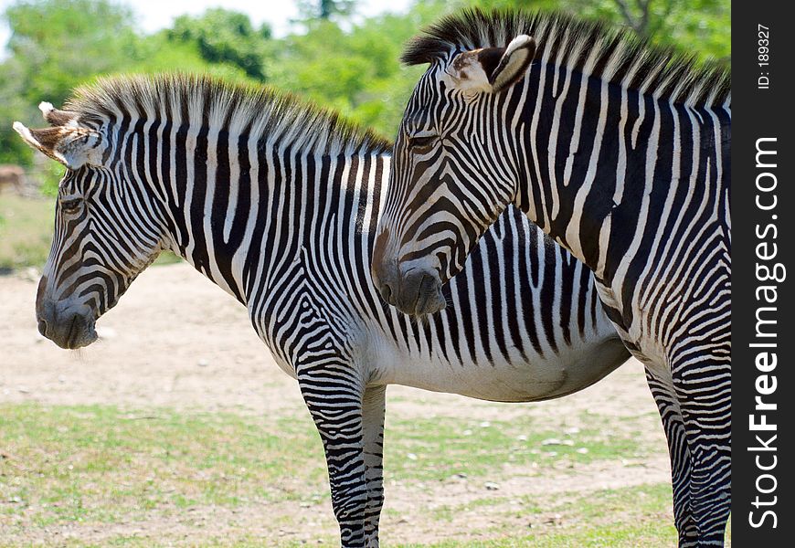 Two zebra, one standing in front of the other, in profile. Two zebra, one standing in front of the other, in profile.