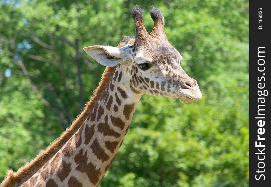 Closeup of giraffe's neck and head
