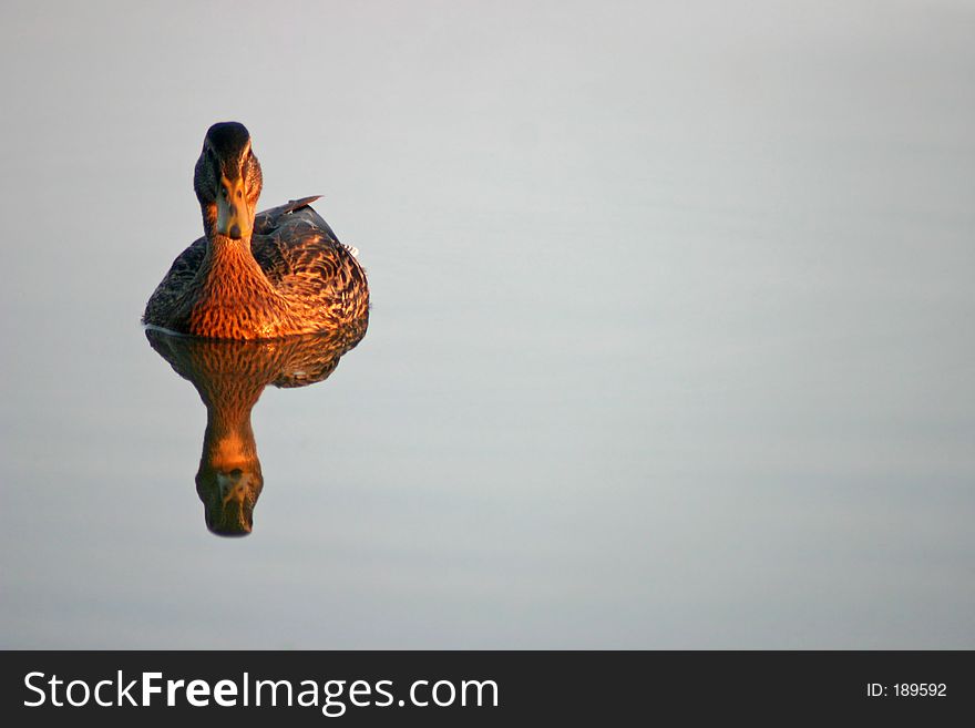 Female mallard duck still on water in the morning sun. Female mallard duck still on water in the morning sun