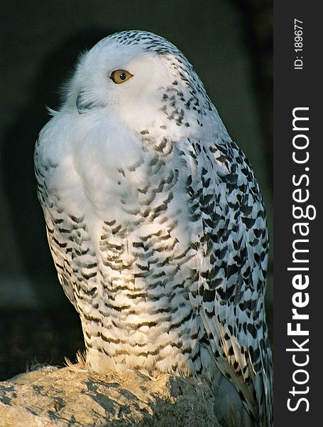 Full length snowy owl sitting in sun on rock. Full length snowy owl sitting in sun on rock.