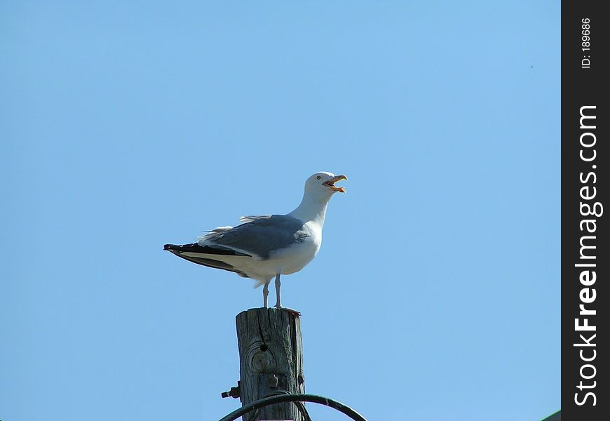 This seagull seems to be calling out commands to others in the area. This seagull seems to be calling out commands to others in the area.