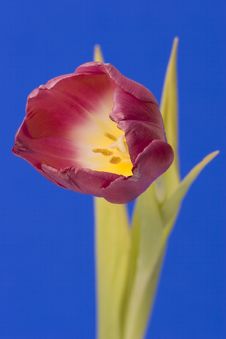 Single Tulip Royalty Free Stock Photos Single Tulip Royalty Free Stock Photos