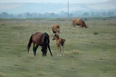 Wild Horses Royalty Free Stock Images