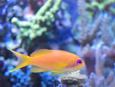 Yellow Purple Stock Photos
