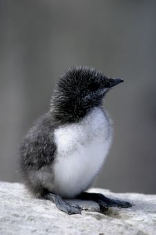 Guillemot Chick (Uria Aalge) Stock Photography