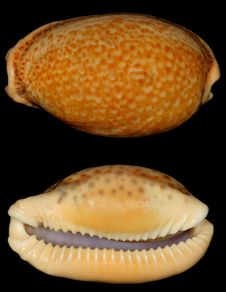 Brown Doted Snail Shell Looks Like A Leopard Stock Image