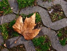 Dry Leaf On The Grass-concrete Background On Autumn Royalty Free Stock Photos