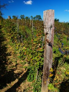 Vineyard Stock Images Vineyard Stock Images