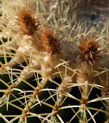 Golden Barrel Cactus Flowers 2 Royalty Free Stock Photos Golden Barrel Cactus Flowers 2 Royalty Free Stock Photos