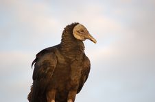 Black Vulture Side Portrait Royalty Free Stock Photography