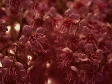 Dark Flower Petals Texture Royalty Free Stock Photos Dark Flower Petals Texture Royalty Free Stock Photos