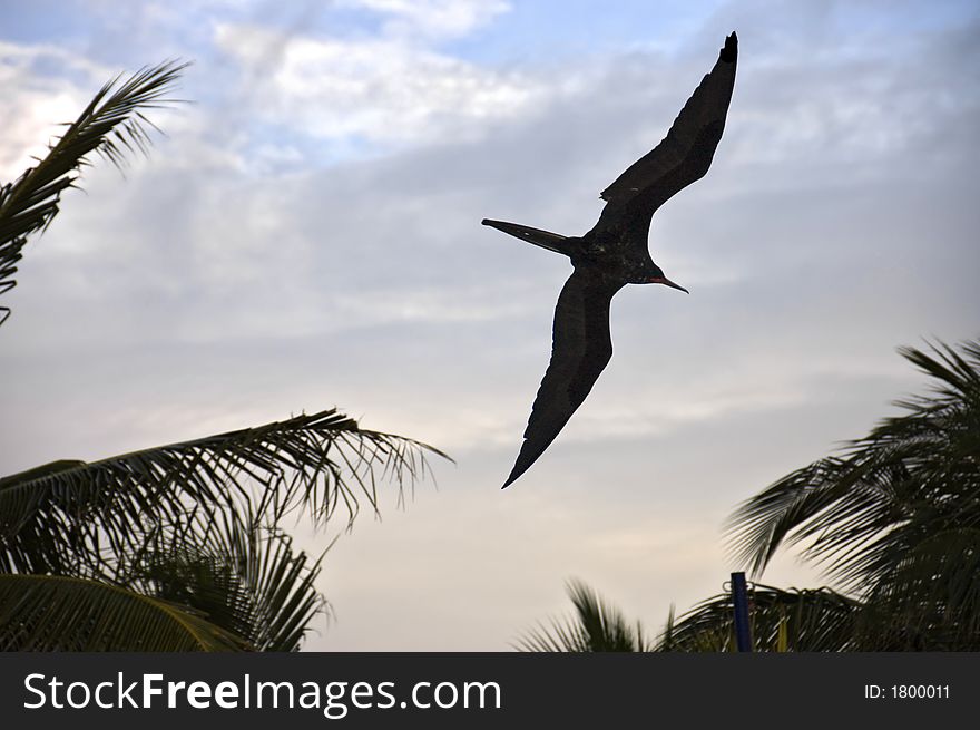 Cormorant  in the  Caribbean sky among palms trees, Mexico
