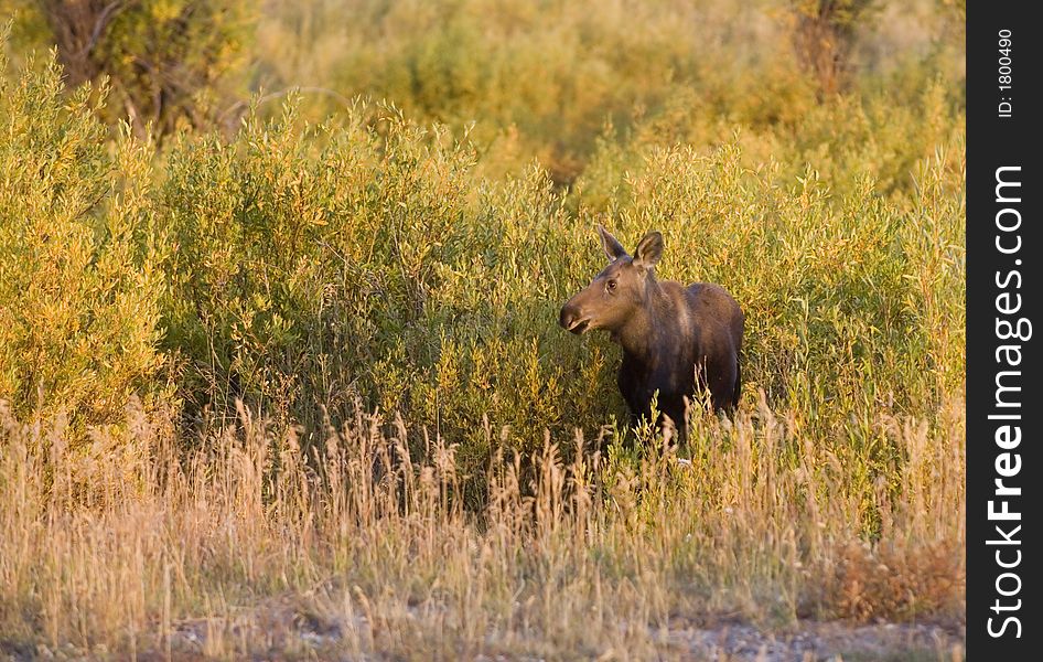 A young moose calf makes its way through a meadow in Grand Teton National Park. A young moose calf makes its way through a meadow in Grand Teton National Park.