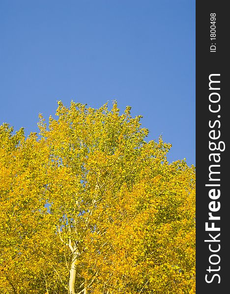 The yellow leaves of an aspen stand out against a blue sky in Grand Teton National Park. The yellow leaves of an aspen stand out against a blue sky in Grand Teton National Park