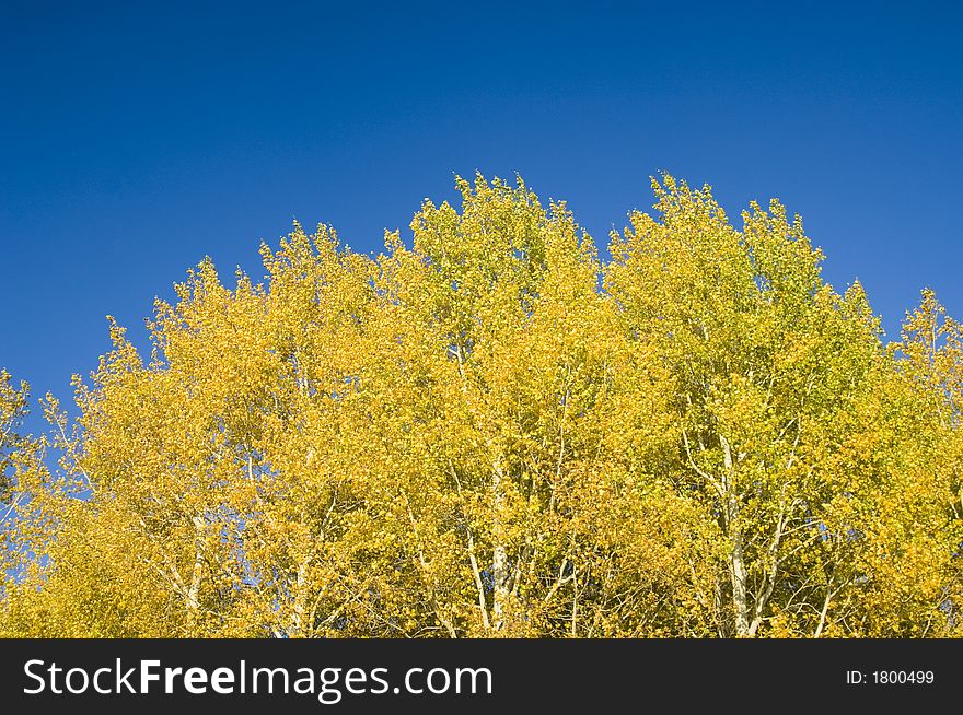 The yellow leaves of an aspen stand out against a blue sky in Grand Teton National Park. The yellow leaves of an aspen stand out against a blue sky in Grand Teton National Park