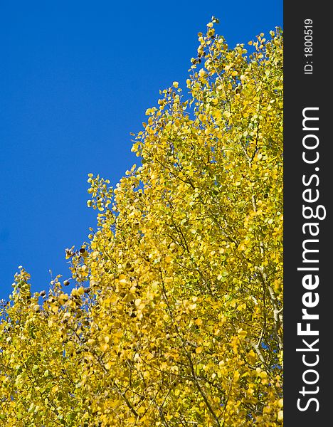 The yellow leaves of an aspen stand out against a blue sky in Grand Teton National Park. The yellow leaves of an aspen stand out against a blue sky in Grand Teton National Park