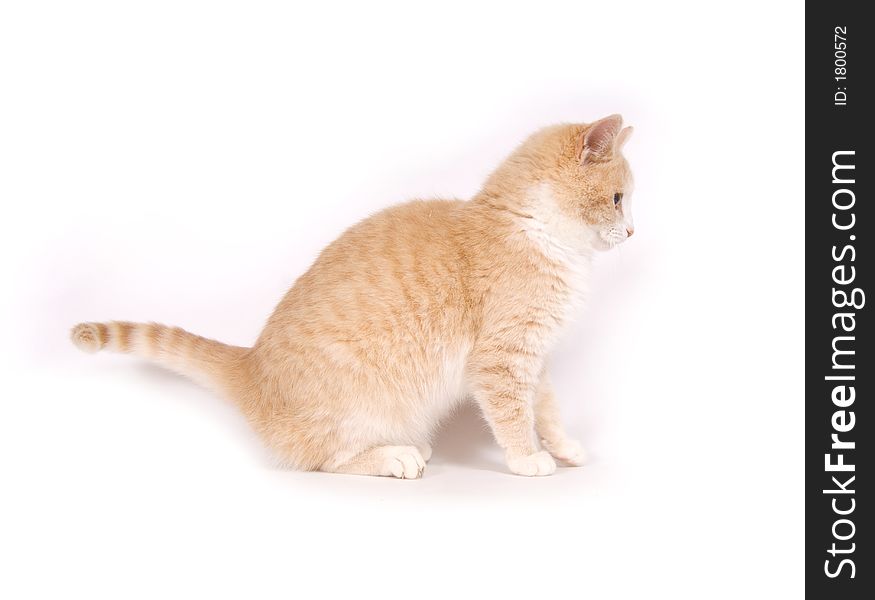 A yellow kitten rests on a white background. A yellow kitten rests on a white background