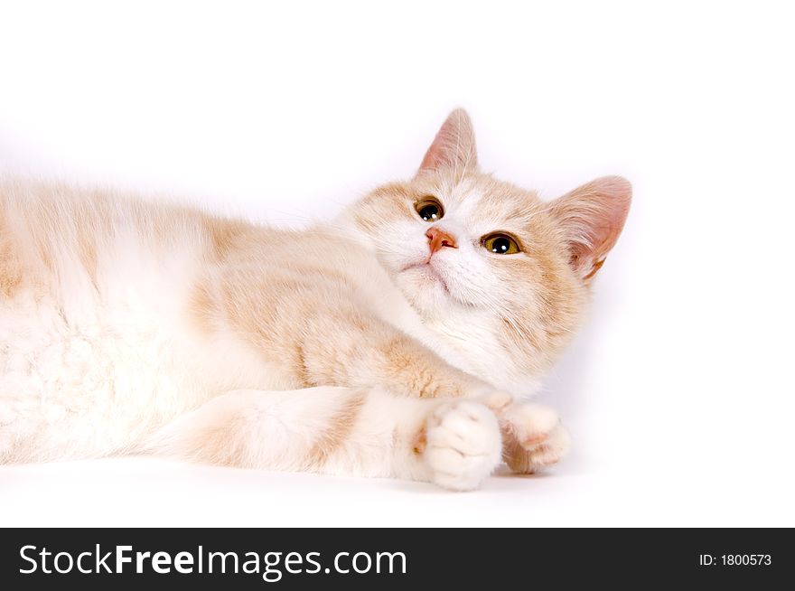 A yellow kitten rests on a white background. A yellow kitten rests on a white background