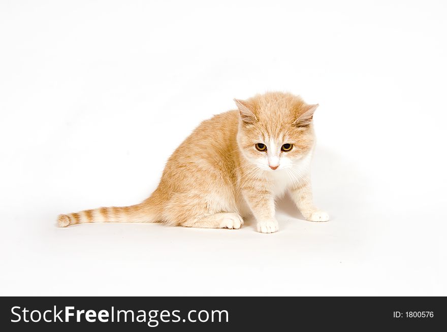 Yellow kitten on white background