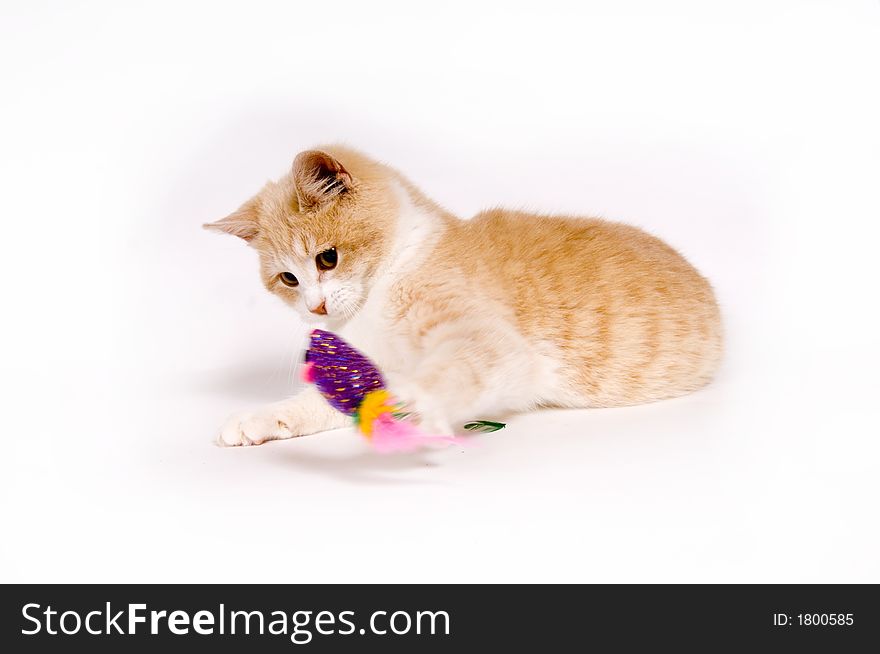 A yellow kitten rests on a white background. A yellow kitten rests on a white background