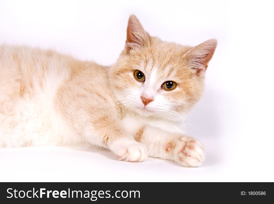 A yellow kitten rests on a white background. A yellow kitten rests on a white background