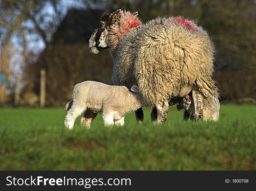 Photo of a ewe with two suckling lambs. taken from a low angle with soft focus background. Photo of a ewe with two suckling lambs. taken from a low angle with soft focus background.