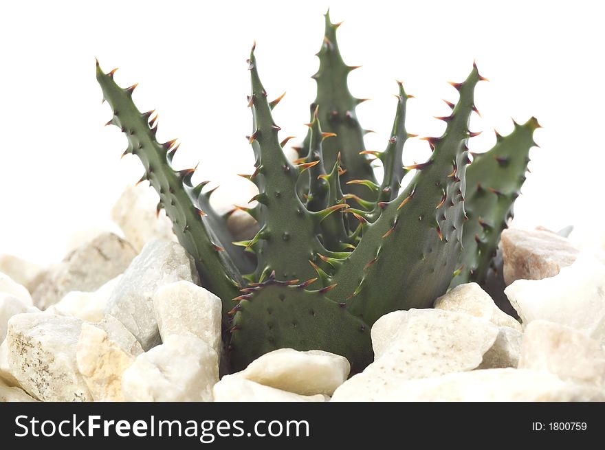 Growing plant isolated on the white background. Growing plant isolated on the white background