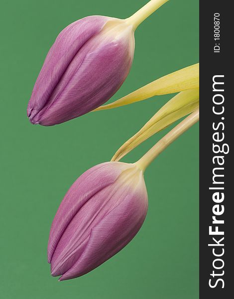 Close up of Tulips against a plain background