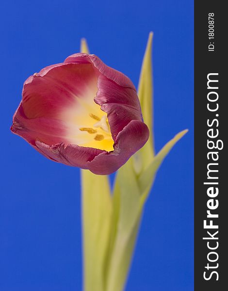 Close up of a single Tulip against a plain background