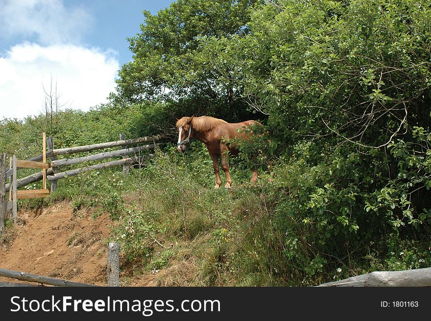 A wild horse from Romania