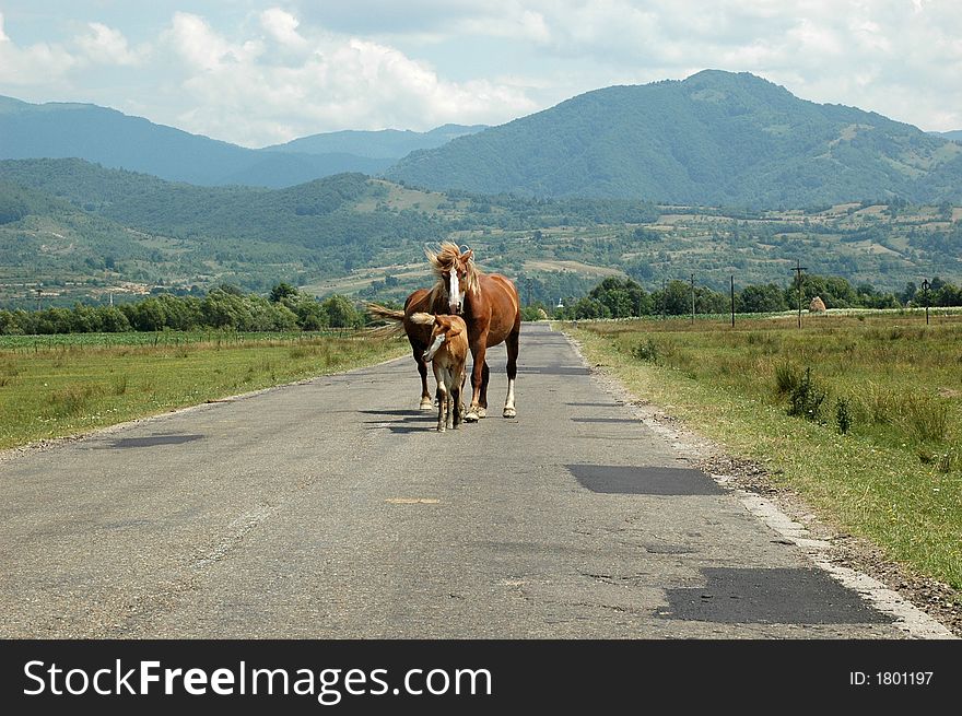 Wild horses from Romania, Europe