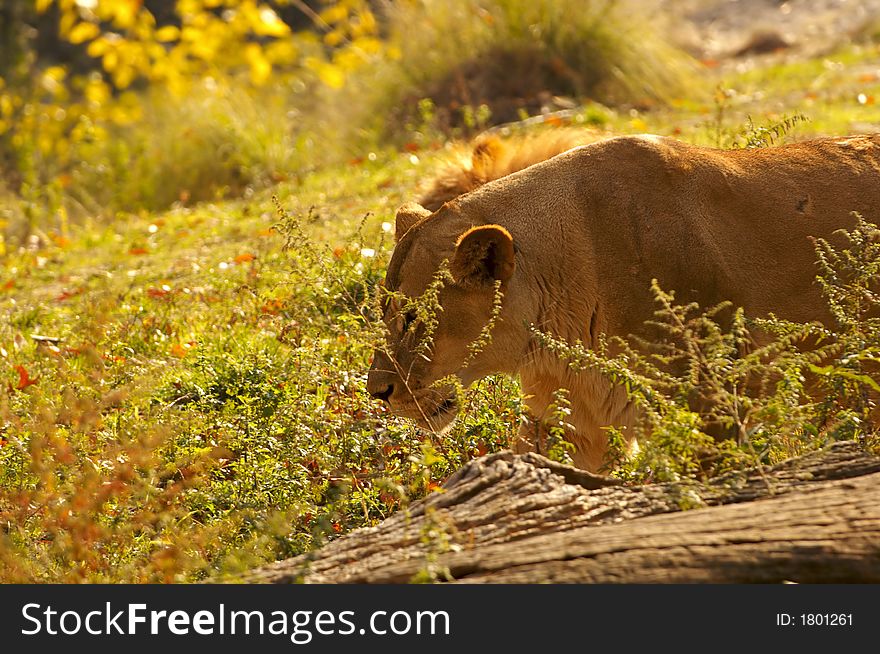 Lioness resting in the field late afternoon. Lioness resting in the field late afternoon