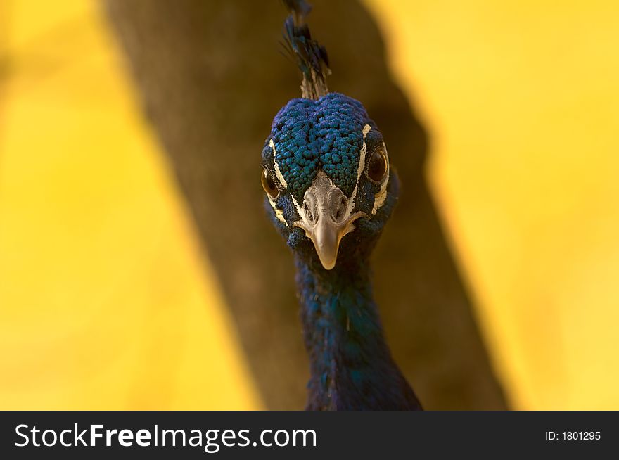 Peacock head against tree in late afternoon