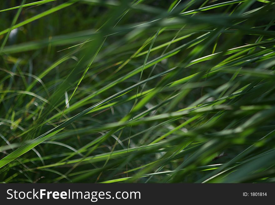 A green texture of grass and light
