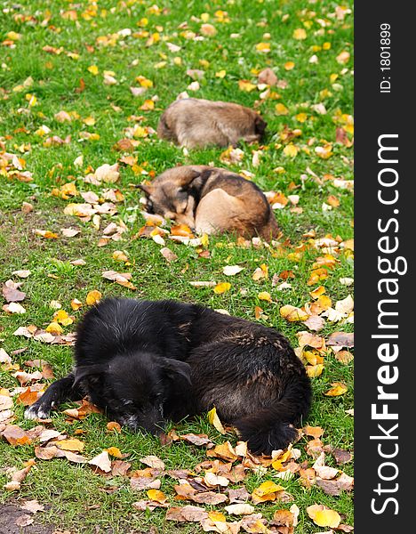 Sleeping dogs on a lawn in St.-Petersburg in autumn day. Sleeping dogs on a lawn in St.-Petersburg in autumn day