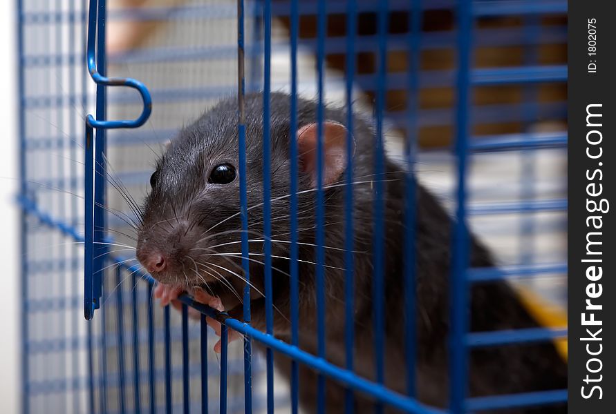 The clever house rat is going to get away from a cell. The clever house rat is going to get away from a cell