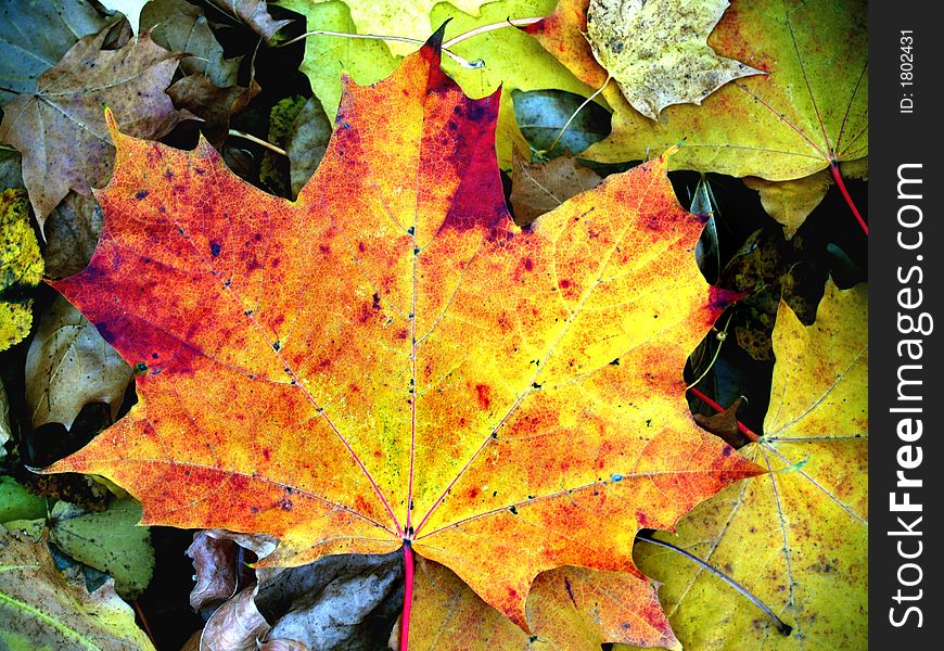 Maple autumn leaf on the ground. Maple autumn leaf on the ground