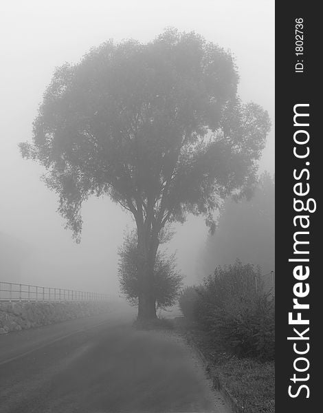 Picture taken in Linz, Austria of a tree in the middle (side) of the street on early morning with strong fog. Picture taken in Linz, Austria of a tree in the middle (side) of the street on early morning with strong fog.