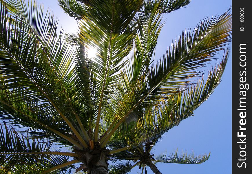 Palm tree blowing in the wind. Palm tree blowing in the wind