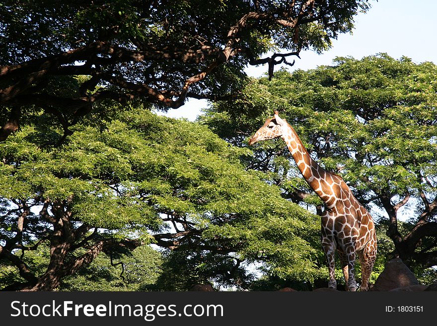 A giraffe between trees at the zoo
