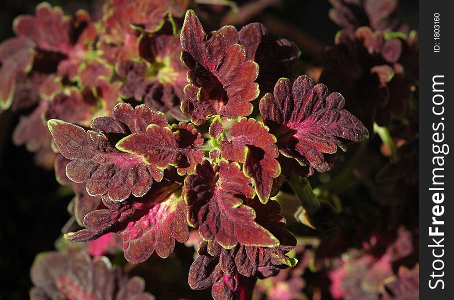 Close-up of variagated red coleus plant