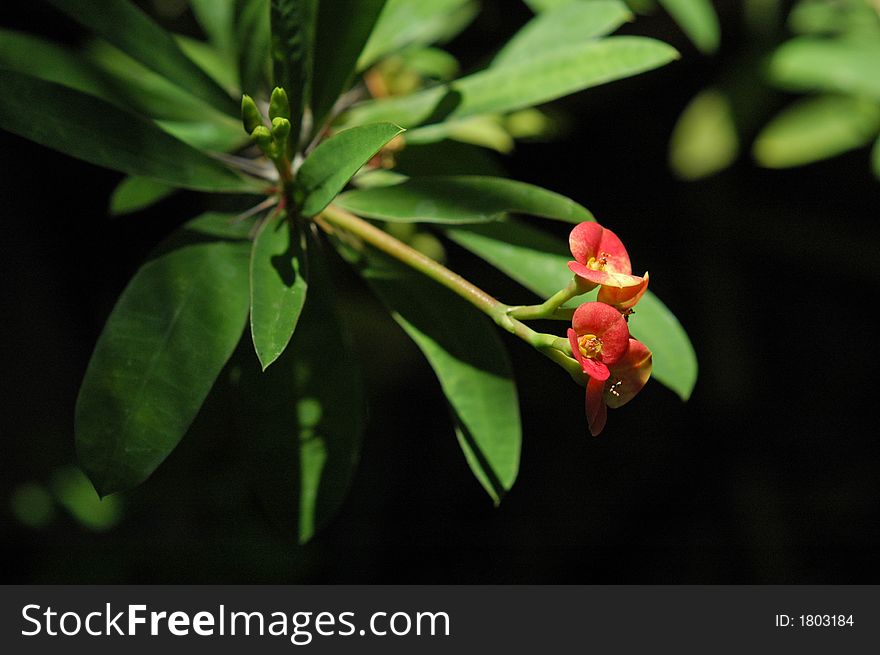 Crown of Thorns Euphorbia macro of flower horizontal