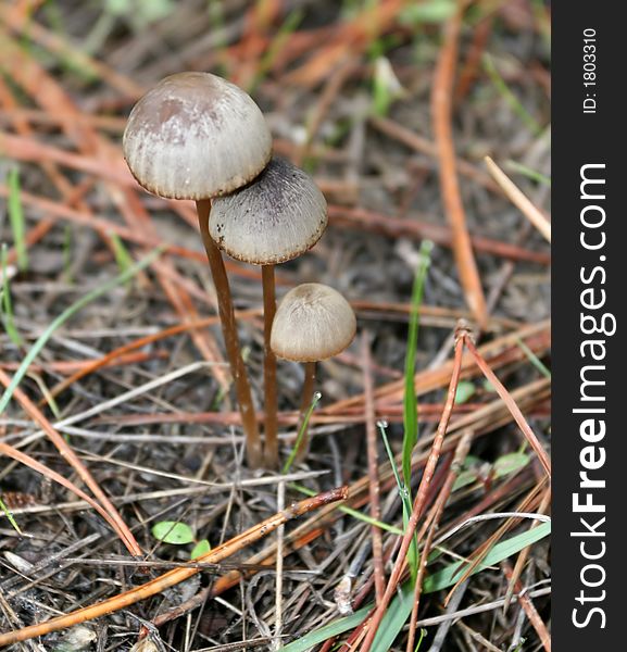 Detailed photo of three wild mushroom. Detailed photo of three wild mushroom