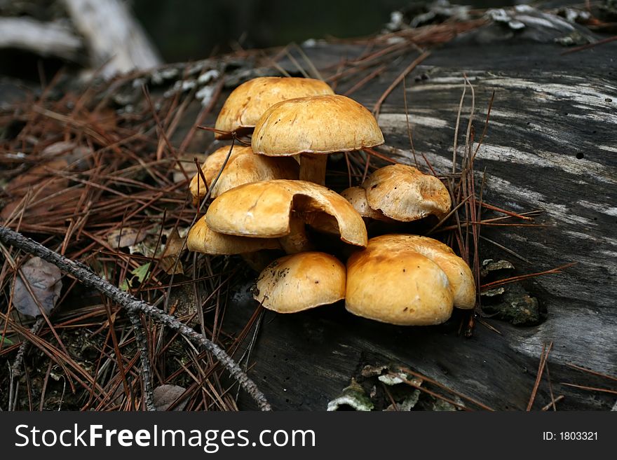 Detailed photo of wild mushrooms on a log