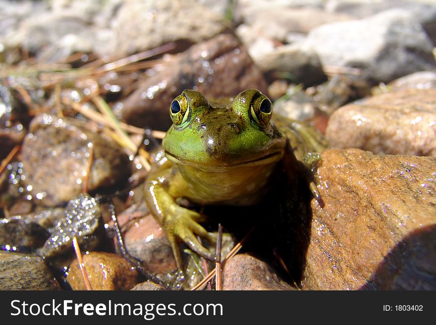 Close-up Photo of a Frog Head On